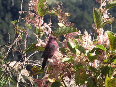 Carpodacus formosanus