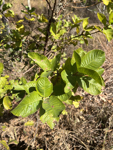 Larsenaikia ochreata, photograph 3