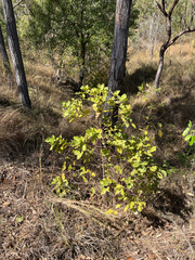 Larsenaikia ochreata