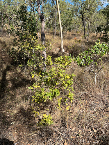 Larsenaikia ochreata, photograph 2