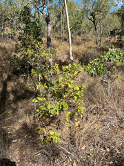Larsenaikia ochreata, photograph (c) elawrey, some rights reserved (CC BY)