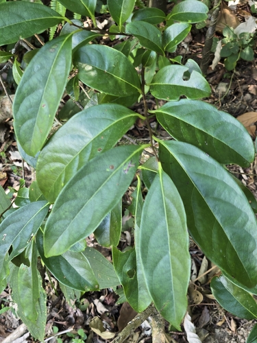 Diospyros morrisiana
