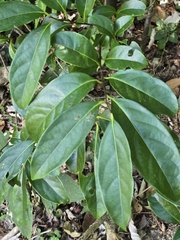 Diospyros morrisiana