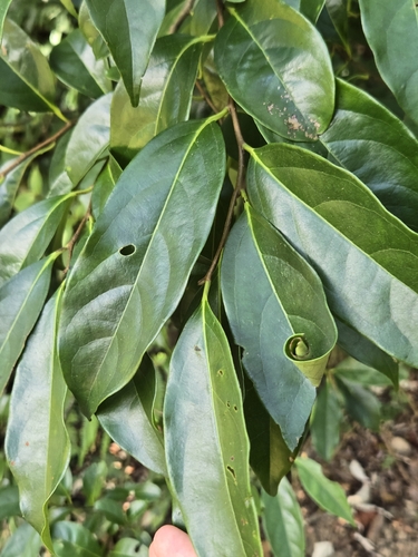 Diospyros morrisiana, photograph 2