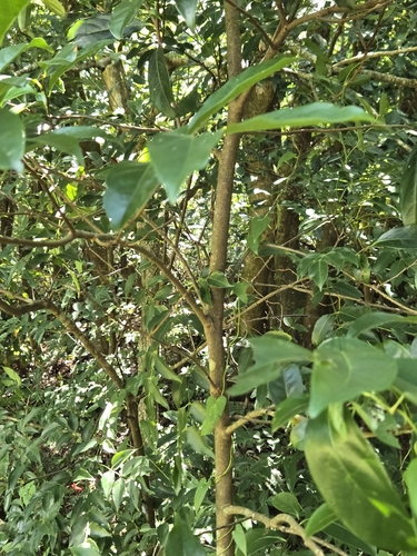 Diospyros morrisiana, photograph 3