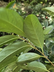 (c) 賴碧珠, some rights reserved (CC BY) Diospyros morrisiana, photograph (c) 賴碧珠, some rights reserved (CC BY)
