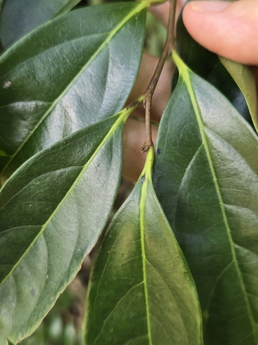 Diospyros morrisiana, photograph 5