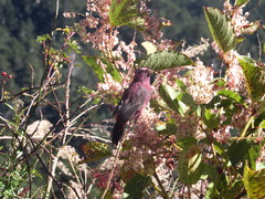 Carpodacus formosanus