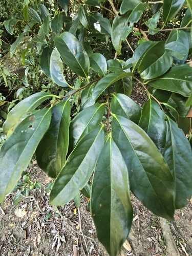Diospyros morrisiana, photograph 6