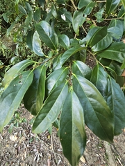 Diospyros morrisiana, photograph (c) 賴碧珠, some rights reserved (CC BY)