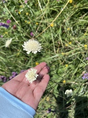 Scabiosa bipinnata, photograph (c) Наталья Пикалова, some rights reserved (CC BY)