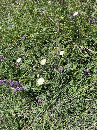 Scabiosa bipinnata, photograph 3