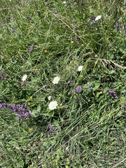 Scabiosa bipinnata, photograph (c) Наталья Пикалова, some rights reserved (CC BY)