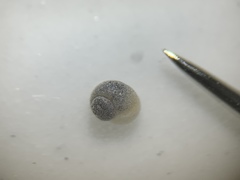 Pyrgulopsis deserta