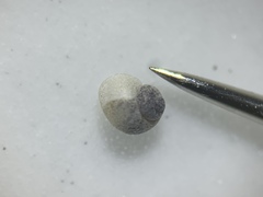 Pyrgulopsis deserta