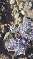 Langloisia setosissima