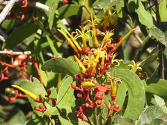 Psittacanthus cucullaris