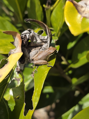 Eastern Dwarf Tree Frog