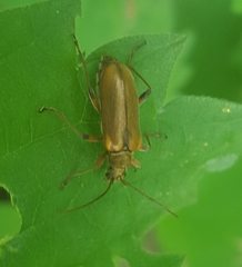 Cortodera humeralis