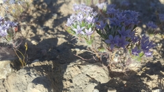 Langloisia setosissima