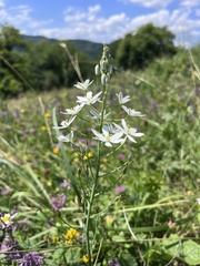 Ornithogalum ponticum