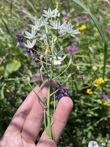 Ornithogalum ponticum, photograph 2
