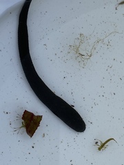 Haemopidae