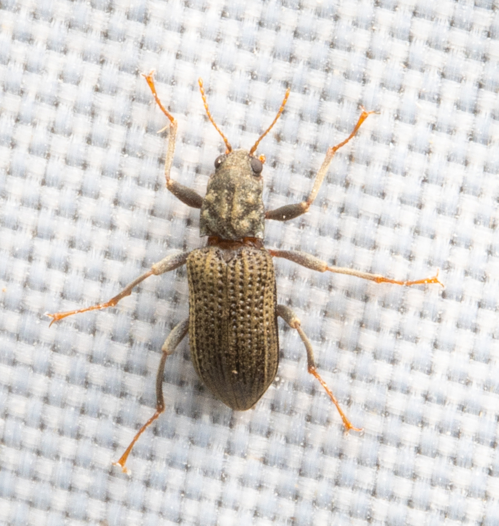 Stenelmis koreana