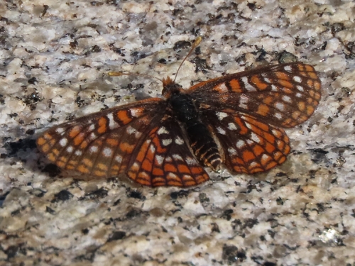 iNaturalist observation photo of Euphydryas