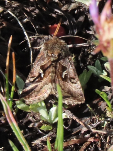 iNaturalist observation photo of Plusiina