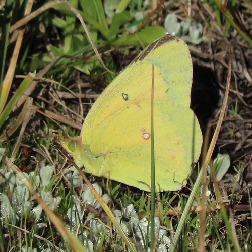 iNaturalist observation photo of Clouded Yellows