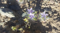 Langloisia setosissima