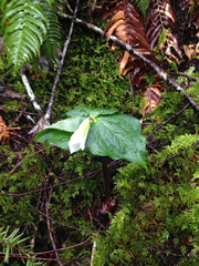 Trillium ovatum ovatum