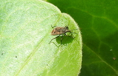 Rhyparochromus vulgaris