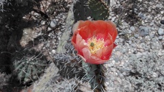 Opuntia rastrera