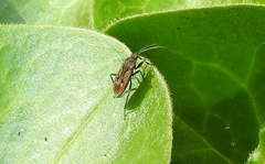 Rhyparochromus vulgaris