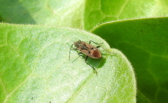 Rhyparochromus vulgaris