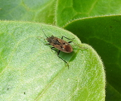 Rhyparochromus vulgaris