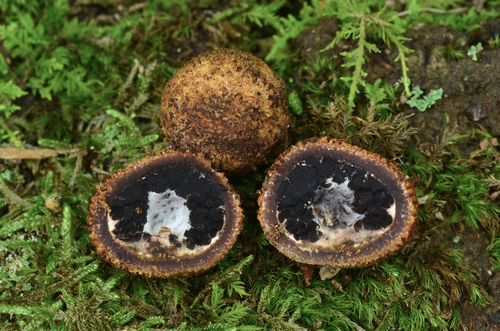 Elaphomyces