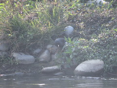 Acridotheres cristatellus formosanus