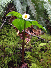 Trillium ovatum ovatum