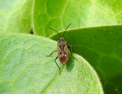 Rhyparochromus vulgaris