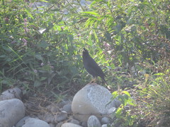 Acridotheres cristatellus formosanus