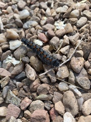 Nymphalis