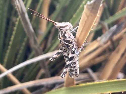 Texas Point-head Grasshopper