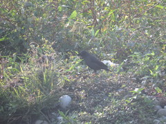 Acridotheres cristatellus formosanus