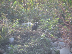 Acridotheres cristatellus formosanus