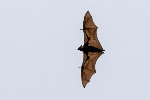 Pteropus tonganus observed 2026-06-12