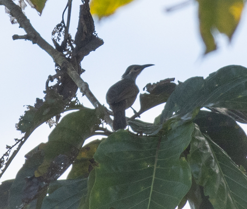 Tawny-breasted Honeyeater (Xanthotis flaviventer), photo 1