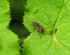 Rhyparochromus vulgaris